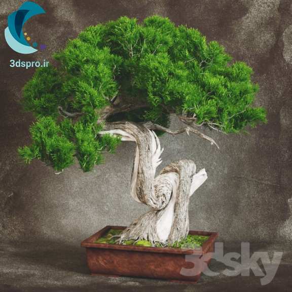مدل سه بعدی درخت زینتی Bonsai از سایت 3dsky